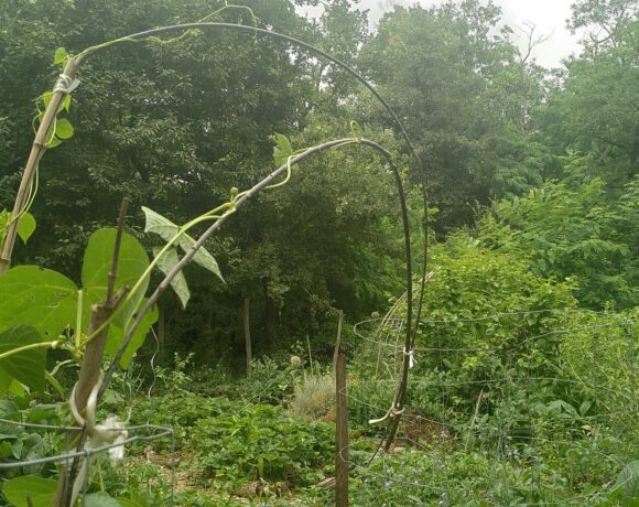  Haricots rames guidés sur un morceau de saule osier!