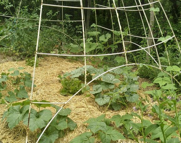  Espace envahi par la menthe en début d′été !